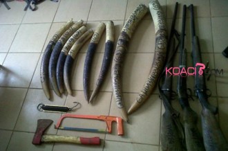 Gabon : Un sous-préfet arrêté pour trafic d'ivoire !